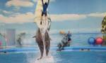 Dolphin bay phuket 19.jpg
